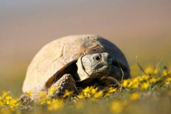 Фотография к новости: Қазақстанда ортаазиялық тасбақаны ұстауға және пайдалануға тыйым салынды