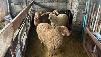 Фотография к новости: Жетісу облысында бірнеше ауылда мал ұрлаған күдіктілер қамауға алынды