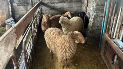 Жетісу облысында бірнеше ауылда мал ұрлаған күдіктілер қамауға алынды