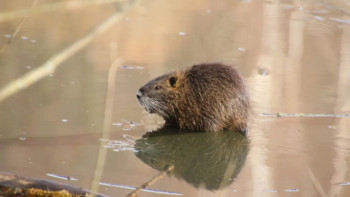 Фотография к новости: Швейцарияда құндызға қатысты жедел желі іске қосылды