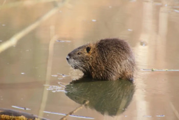 Швейцарияда құндызға қатысты жедел желі іске қосылды