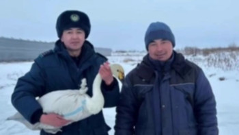 Фотография к новости: ШҚО-да ауыл тұрғыны мен полицейлер жаралы аққуды құтқарды