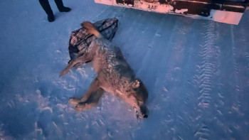 Фотография к новости: Абай облысында қасқыр атып алған ер адамға айыппұл салынды