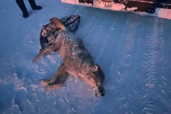 Фотография к новости: Абай облысында қасқыр атып алған ер адамға айыппұл салынды