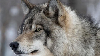 Фотография к новости: 2026 жылы елімізде қасқыр мен шибөрі санын реттеу басталады