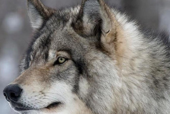 Фотография к новости: 2026 жылы елімізде қасқыр мен шибөрі санын реттеу басталады