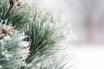 Фотография к новости: Қазақстанда қаңтар әдеттегіден жылырақ болады