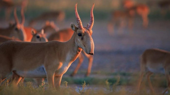Фотография к новости: Екі өңірде ақбөкендерді заңсыз аулаған браконьерлер ұсталды