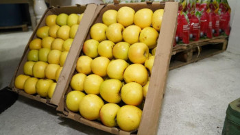 Фотография к новости: Түркістан облысында жеміс-жидектерді терең өңдейтін зауыт іске қосылды