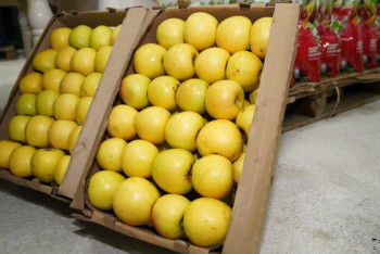 Фотография к новости: Түркістан облысында жеміс-жидектерді терең өңдейтін зауыт іске қосылды