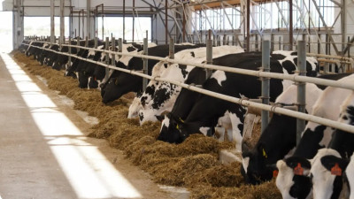 Алматы облысында үй жануарларына арналған азық өндіру зауыты салынады