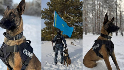 Жетісуда қызметтік иттердің көмегімен 180 қылмыс ашылды
