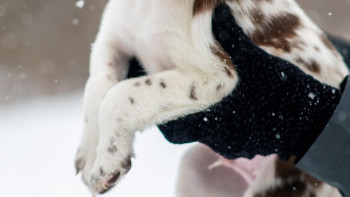 Фотография к новости: Өскеменде ер адам бесінші қабаттан күшікті лақтырып жіберді