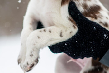 Өскеменде ер адам бесінші қабаттан күшікті лақтырып жіберді