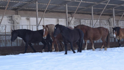 Жамбыл облысында ұрланған бір үйір жылқы GPS арқылы анықталды
