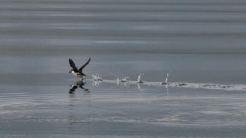Фотография к новости: "Тазалық сақтаңыздар": полиция ақтаулықтарға үндеу жасады