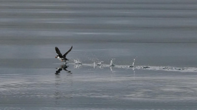 "Тазалық сақтаңыздар": полиция ақтаулықтарға үндеу жасады