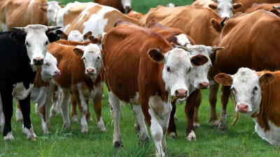 АШМ: Асыл тұқымды мал сатып алуға 6%-бен несие берілуі мүмкін