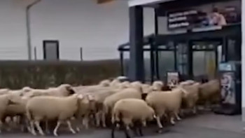 Фотография к новости: Қой базар: Германияда супермаркетке бір отар қой басып кірді