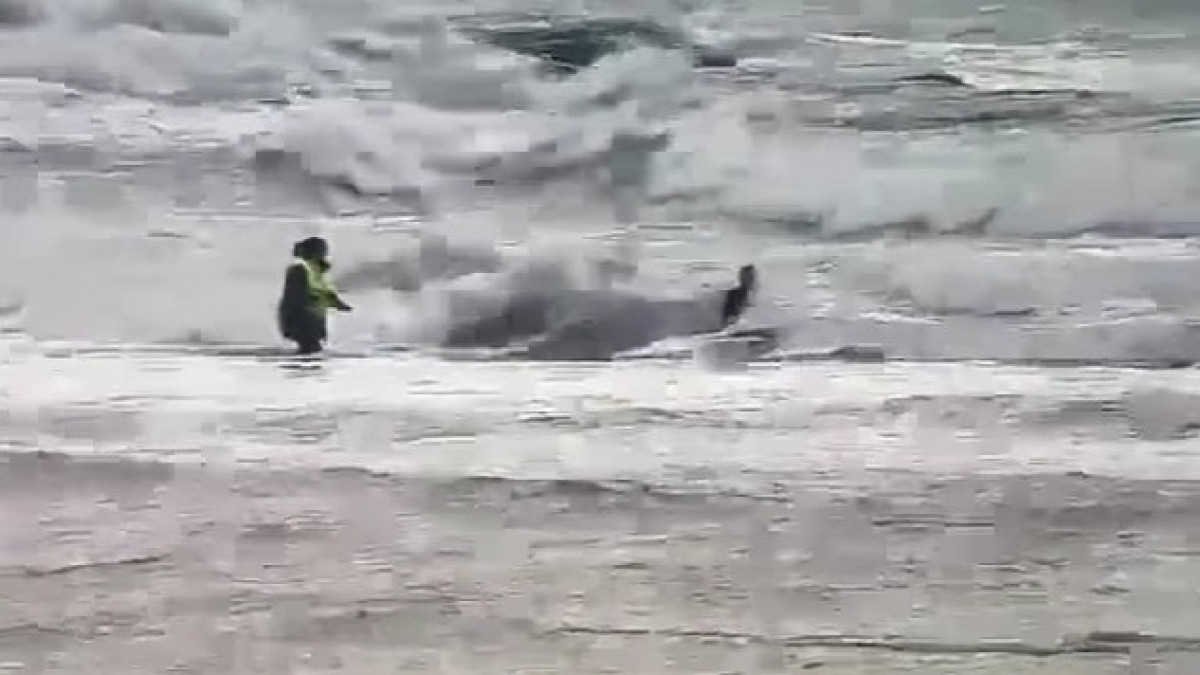  видеодан скриншот