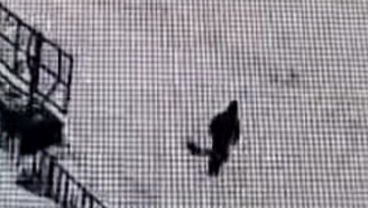  видеодан скриншот