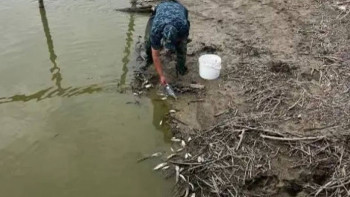 Фотография к новости: Қостанай облысында балық қырылды