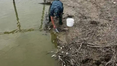 Қостанай облысында балық қырылды