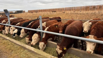 Фотография к новости: Абай облысында 5 мың бас ірі қараға арналған бордақылау алаңы іске қосылды