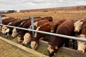 Фотография к новости: Абай облысында 5 мың бас ірі қараға арналған бордақылау алаңы іске қосылды
