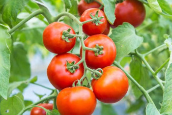 Астанада Кореядан әкелінген қауіпті қызанақ тұқымы анықталды