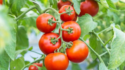 Астанада Кореядан әкелінген қауіпті қызанақ тұқымы анықталды