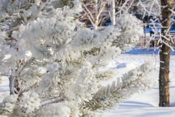 Сақылдаған сары аяз: 15 қаңтарға арналған ауа райы болжамы жарияланды