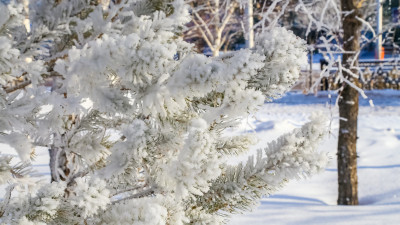 Сақылдаған сары аяз: 15 қаңтарға арналған ауа райы болжамы жарияланды