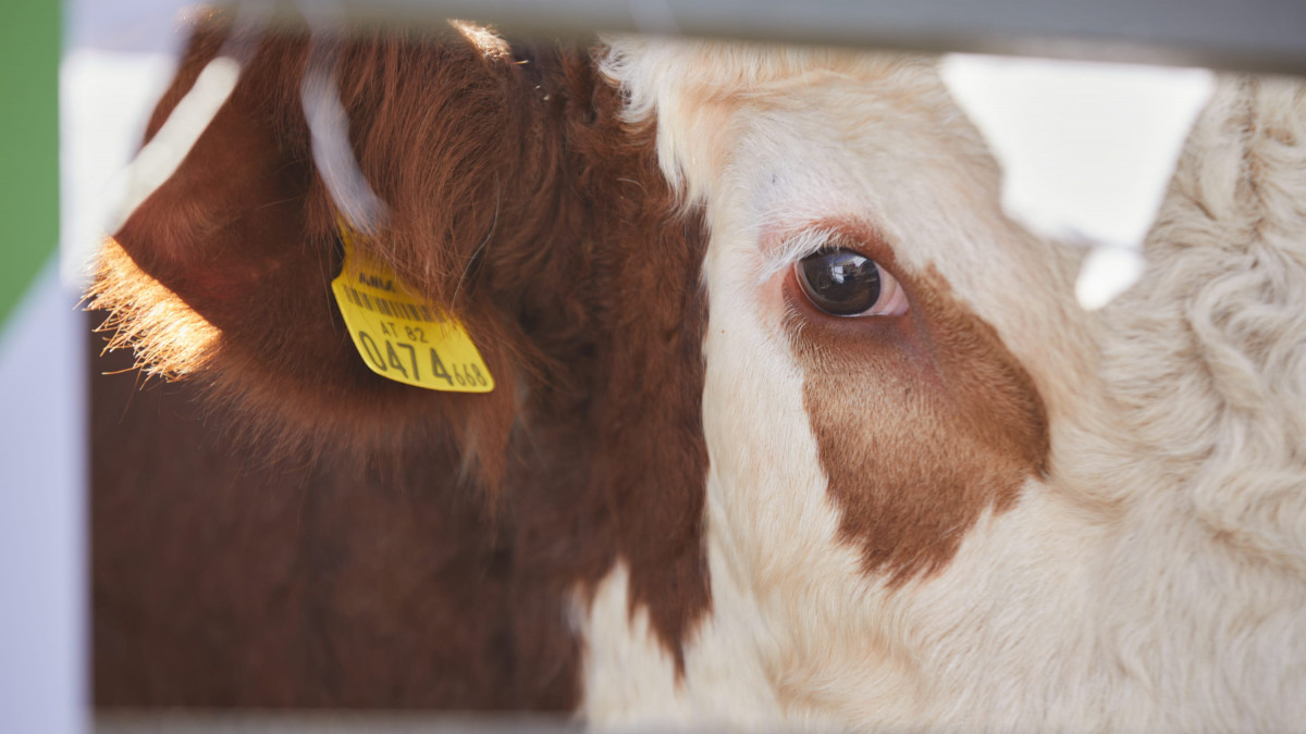  ©BAQ.KZ архиві/Ғазиз Шәкіров