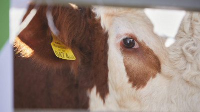 Мал өсіретіндерге арзан несие беріледі