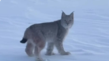 Фотография к новости: "Семей орманы" резерватының қызметкерлері сирек кездесетін сілеусінді видеоға түсірді