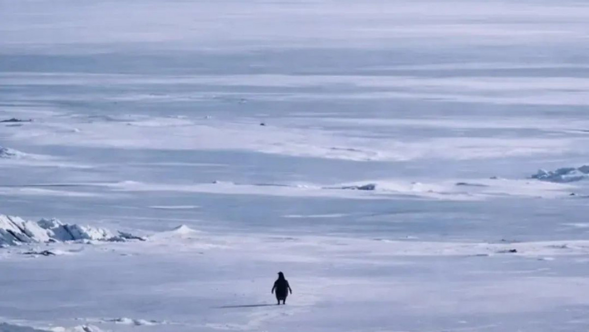  Видеодан кадр