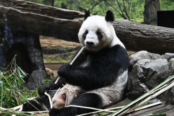 Фотография к новости: Жапония Қытайға "дипломат" пандаларын қайтаратын болды