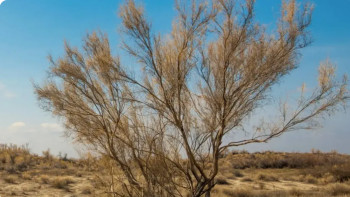 Фотография к новости: 4 жылда Арал теңізінің 672 мың гектар құрғаған табанына сексеуіл егілді