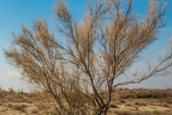 4 жылда Арал теңізінің 672 мың гектар құрғаған табанына сексеуіл егілді