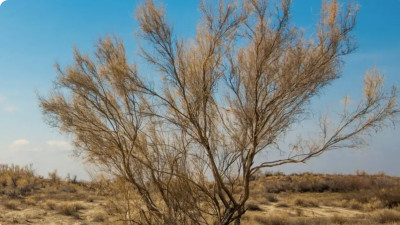 4 жылда Арал теңізінің 672 мың гектар құрғаған табанына сексеуіл егілді