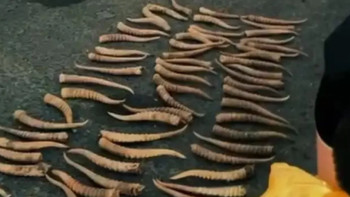 Фотография к новости: БҚО тұрғыны киік мүйізін сақтағаны үшін сотталды