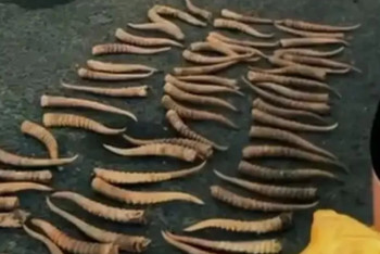 Фотография к новости: БҚО тұрғыны киік мүйізін сақтағаны үшін сотталды