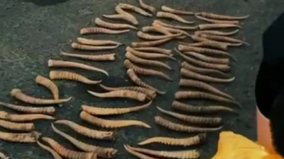 БҚО тұрғыны киік мүйізін сақтағаны үшін сотталды