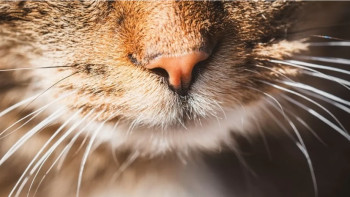 Фотография к новости: Таиландта мысықтар қалай 11,8 миллиард долларлық экономикалық активке айналды