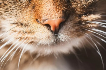 Фотография к новости: Таиландта мысықтар қалай 11,8 миллиард долларлық экономикалық активке айналды