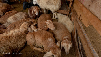 Фотография к новости: Мал шаруашылығы өсім көрсетті: Өндіріс артты, экспорт ұлғайды