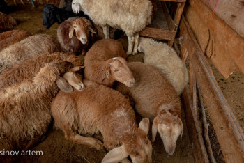 Мал шаруашылығы өсім көрсетті: Өндіріс артты, экспорт ұлғайды