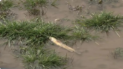 Шымкенттегі өзенде балықтар жаппай қырылып қалды