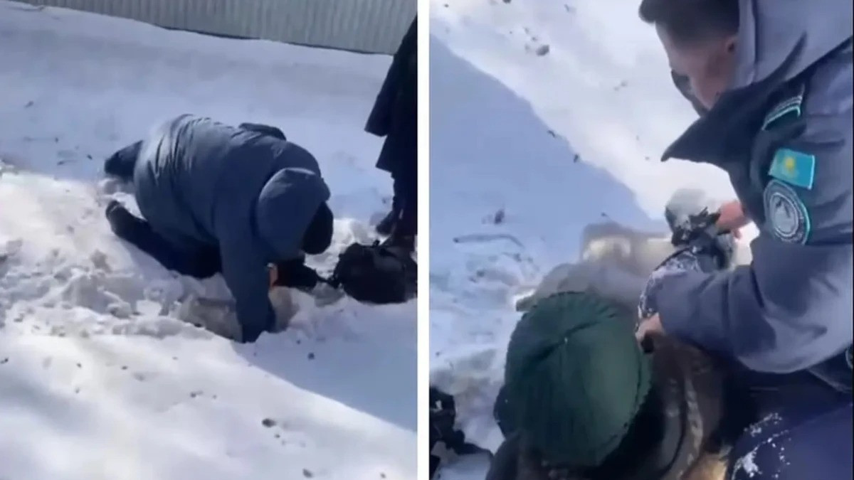  видеодан скриншот